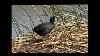 Laguna Nimez TESTIMONIOS